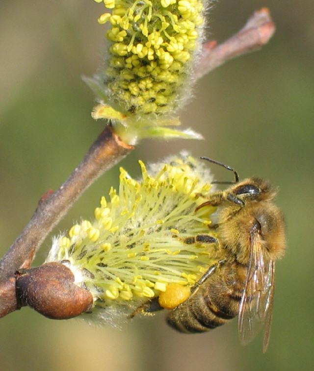 Einführung in die Bienenhaltung